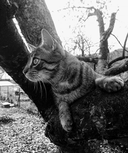 Animaux de la maison qui participent aux communications