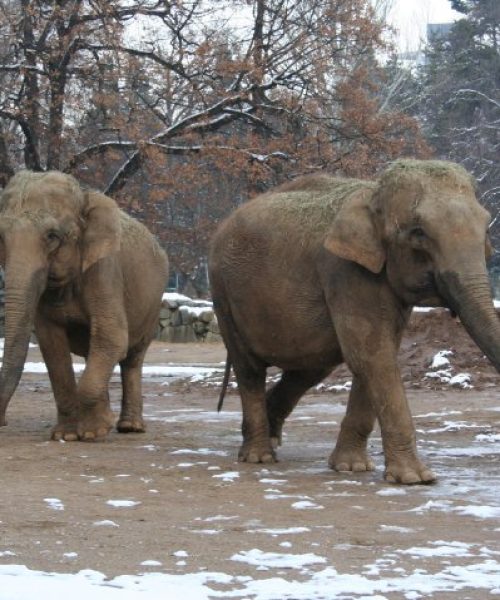 Formation de soigneur en parc zoologique