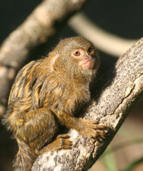 Formation de soigneur animateur en parc zoologique