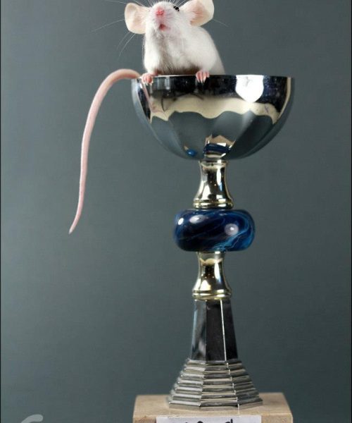 Elevage de souris domestiques Show