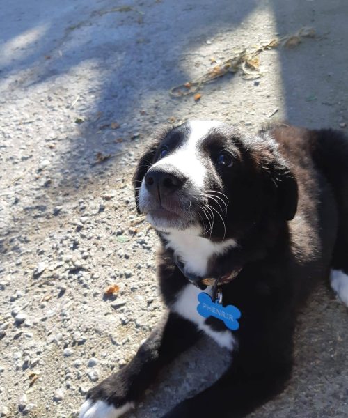 Animaux de la maison qui participent aux communications