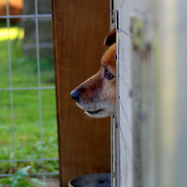 animal-shelter-1558651_1920