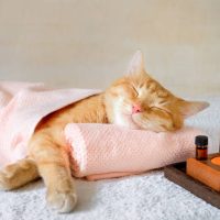 A cat sleeping on a massage table while taking spa treatments.