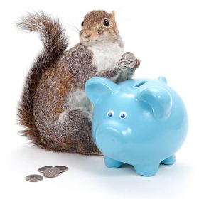 squirrel deposits American coins in piggy bank