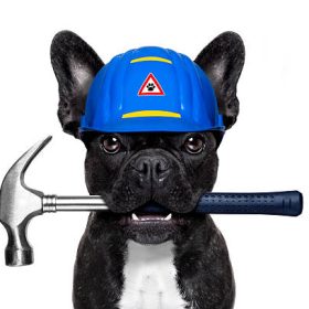 handyman dog worker with helmet and hammer in mouth, ready to repair, fix everything at home, isolated on white background