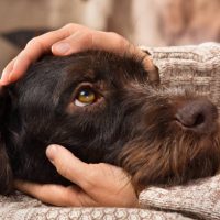 hands of owner petting head of dog